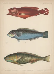 1. Serranus Urodelus, 2. Julis Quadricolor, 3. Julis Lutescens, 1855